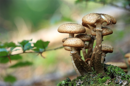 Corso formativo per rilascio idoneità alla vendita di funghi epigei freschi