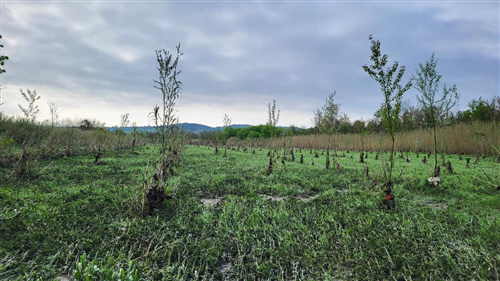 Alluvione 17 aprile 2025 - contributo per l'immediata ripresa delle attività economiche e produttive